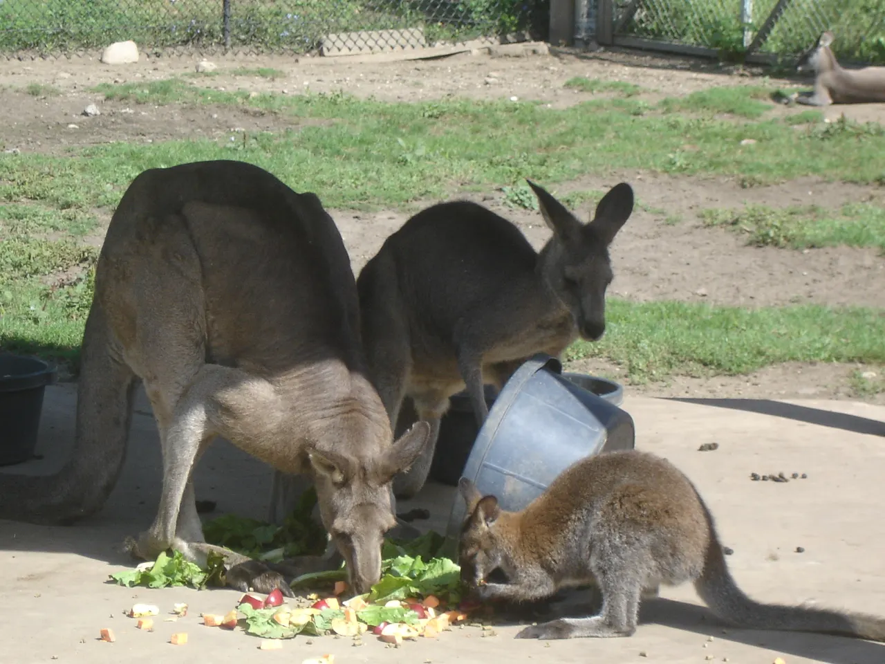 Potawatomi Zoo, South Bend, Indiana, United States