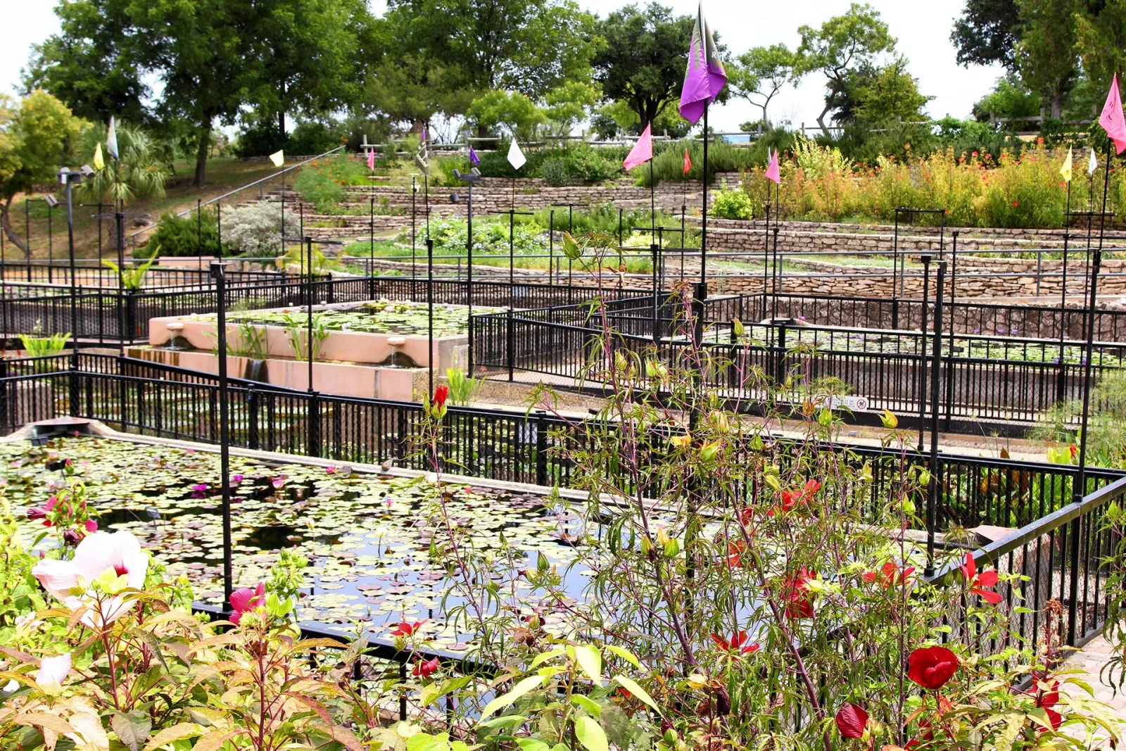 International Waterlily Collection, San Angelo, Texas, United States