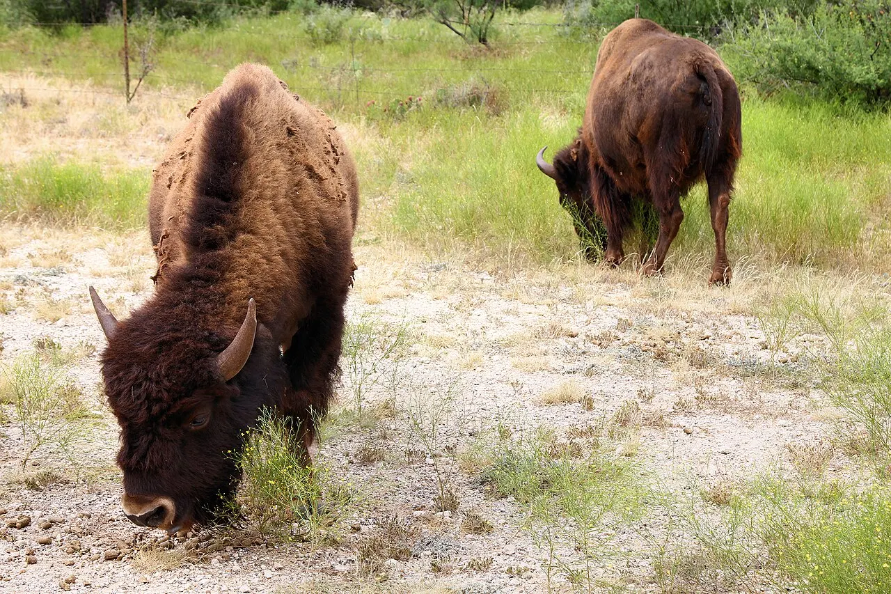 San Angelo State Park, San Angelo, Texas, United States