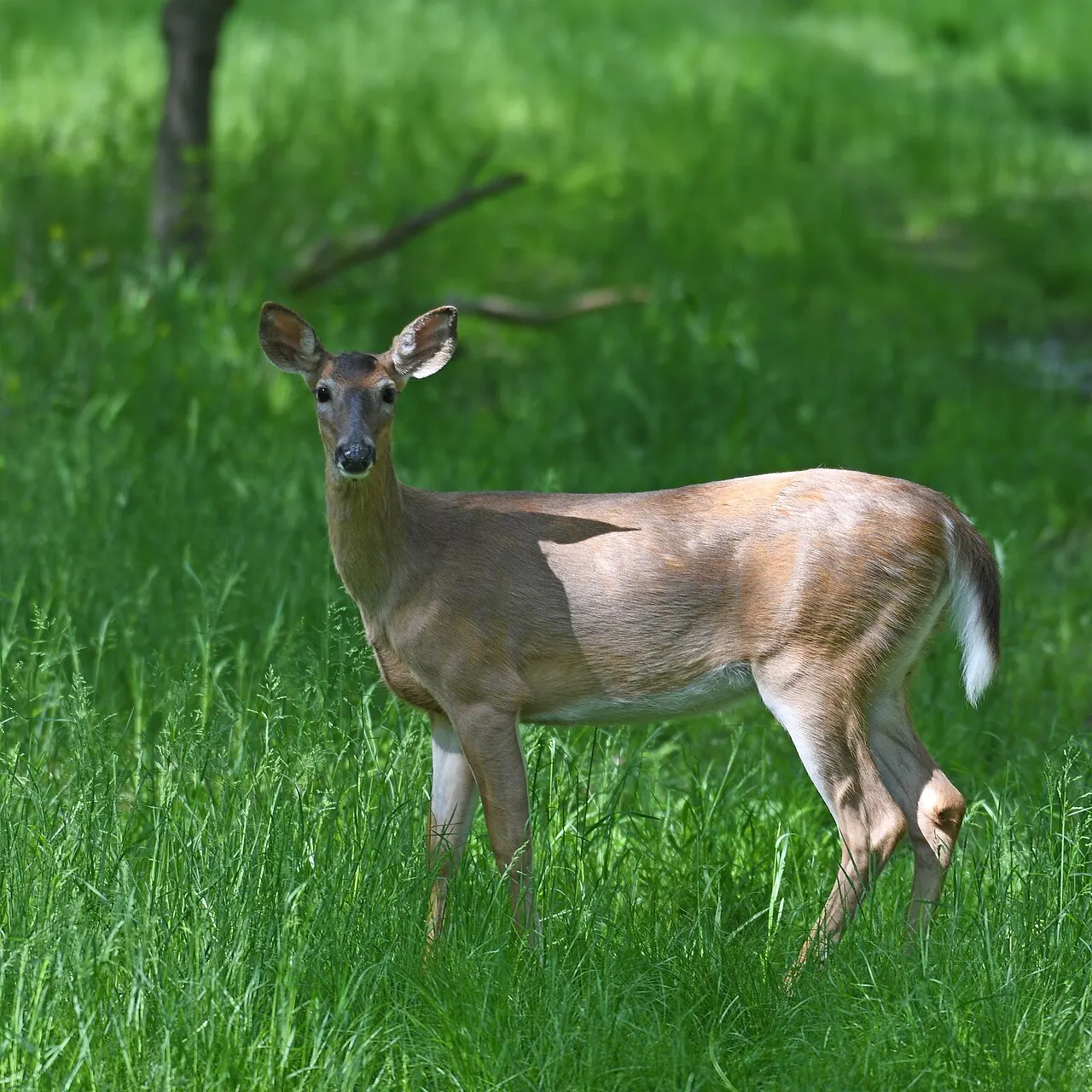 Blandair Regional Park, Columbia, Maryland, United States