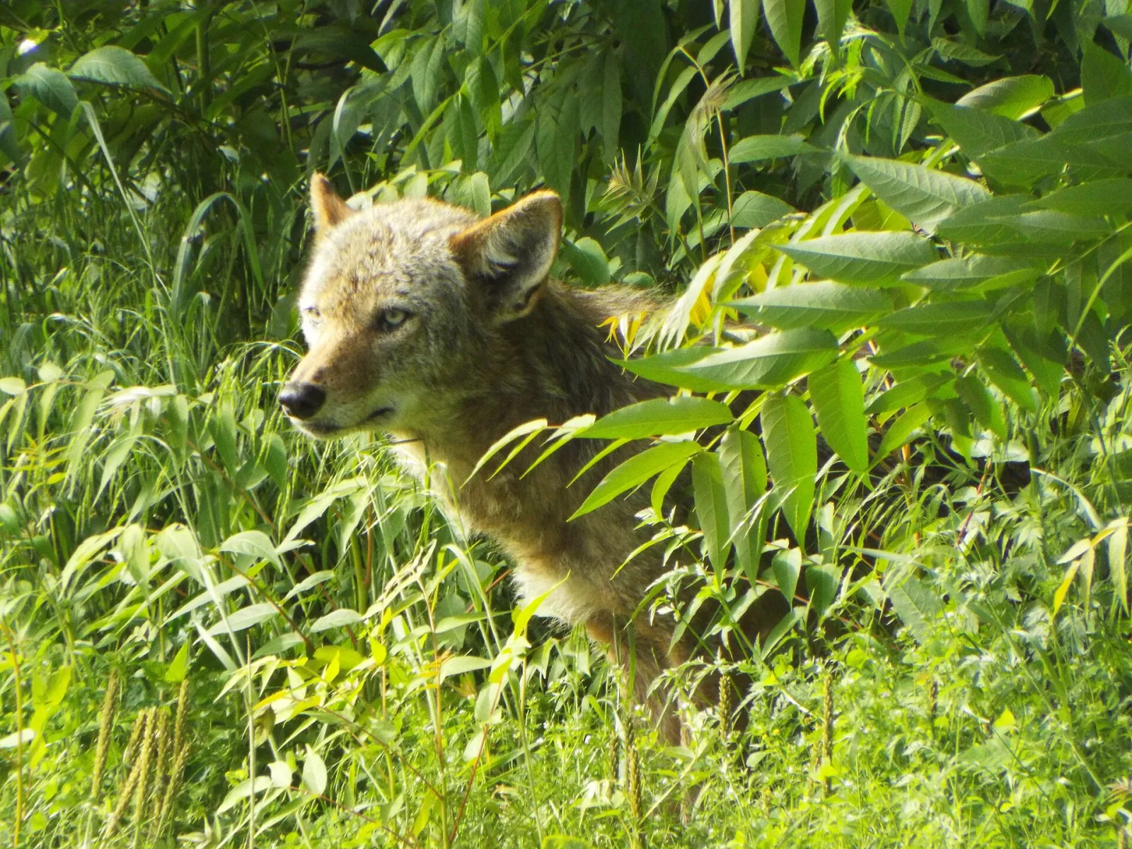 Young Coyote, Allen Heritage Park, Allen, Texas, morning, May 4, 2019 (33896451908), Allen, Texas, United States