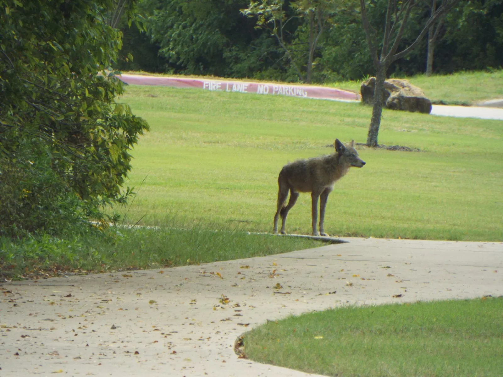 Coyote, Allen Station Park, Allen, Texas, October 7, 2018 (45116456252), Allen, Texas, United States