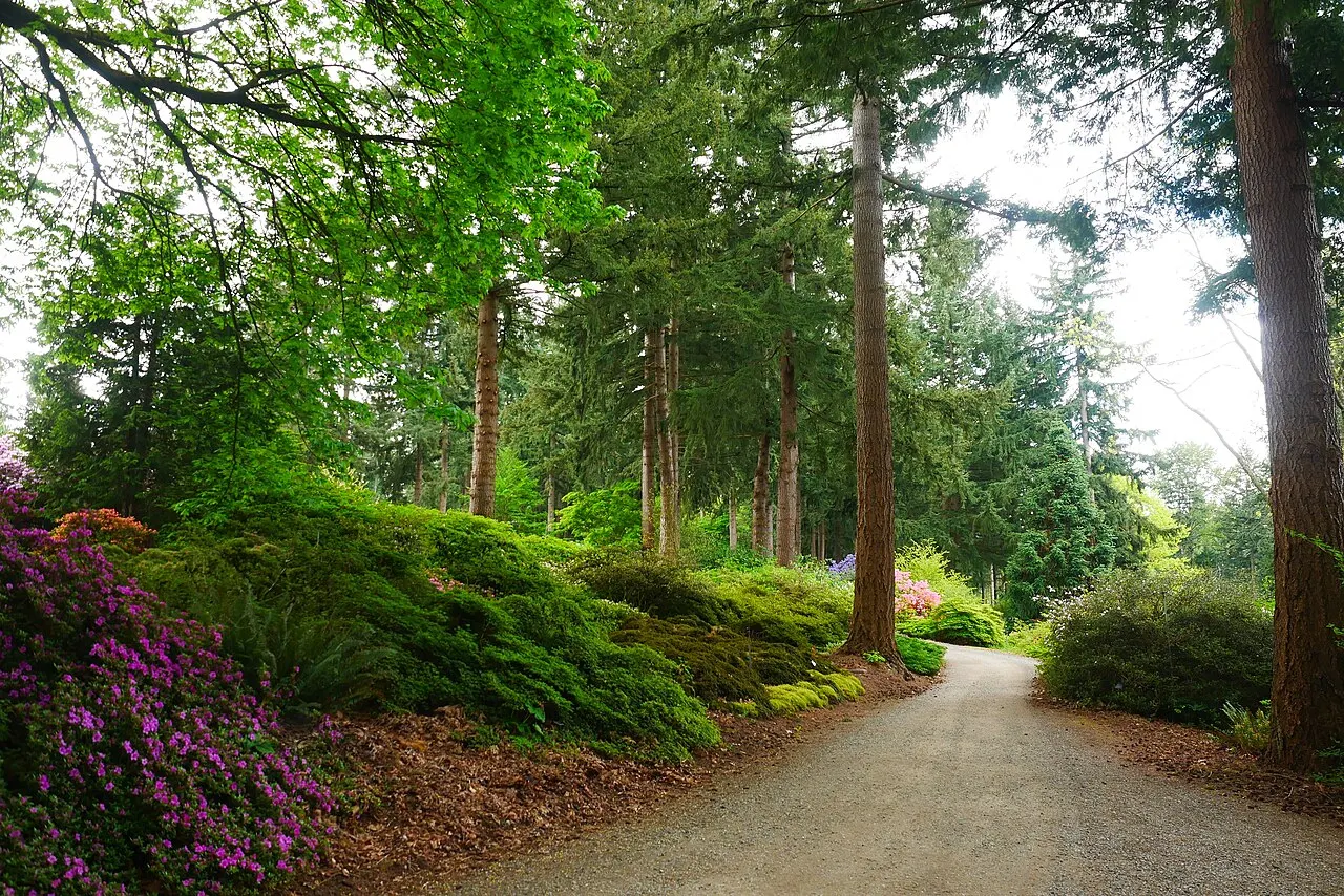 Rhododendron Species Botanical Garden, Federal Way, Washington, United States