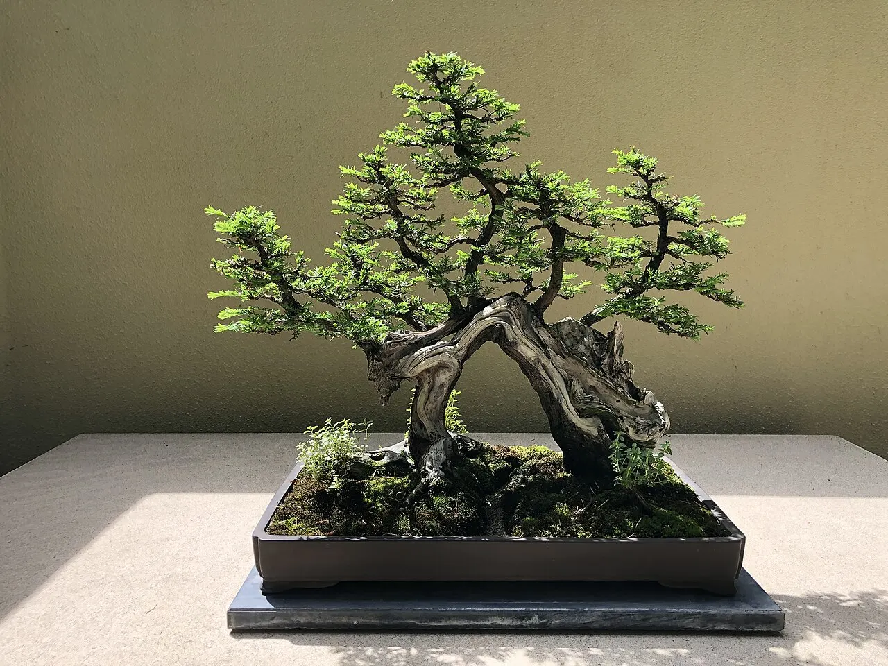Pacific Bonsai Museum, Federal Way, Washington, United States