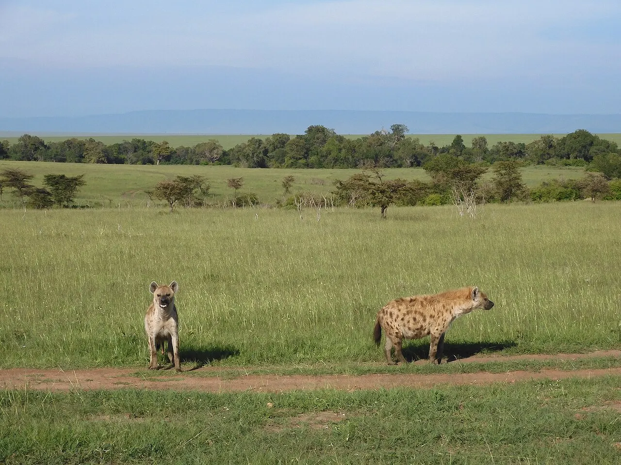 Olare Motorogi Conservancy, Maasai Mara, Kenya