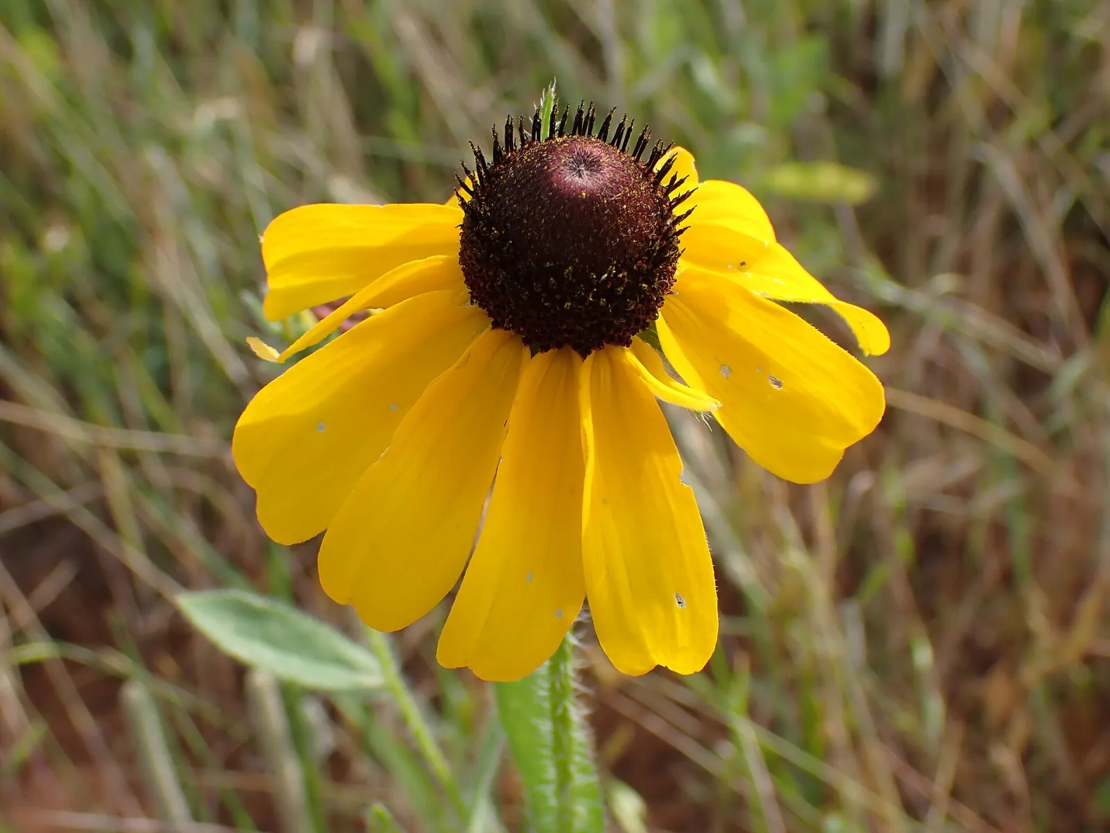 Black eyed susan at Lake Arcadia, Edmond, Oklahoma, United States