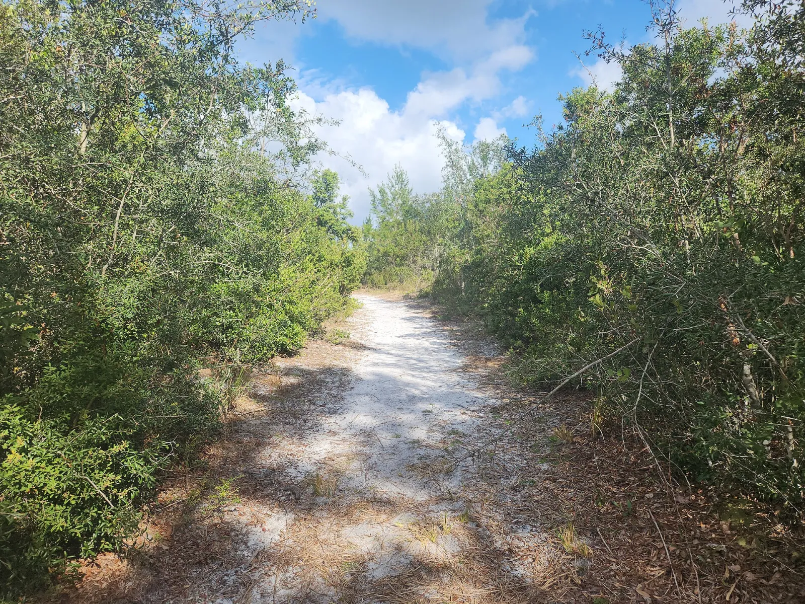 Lyonia Preserve, Deltona, Florida, United States