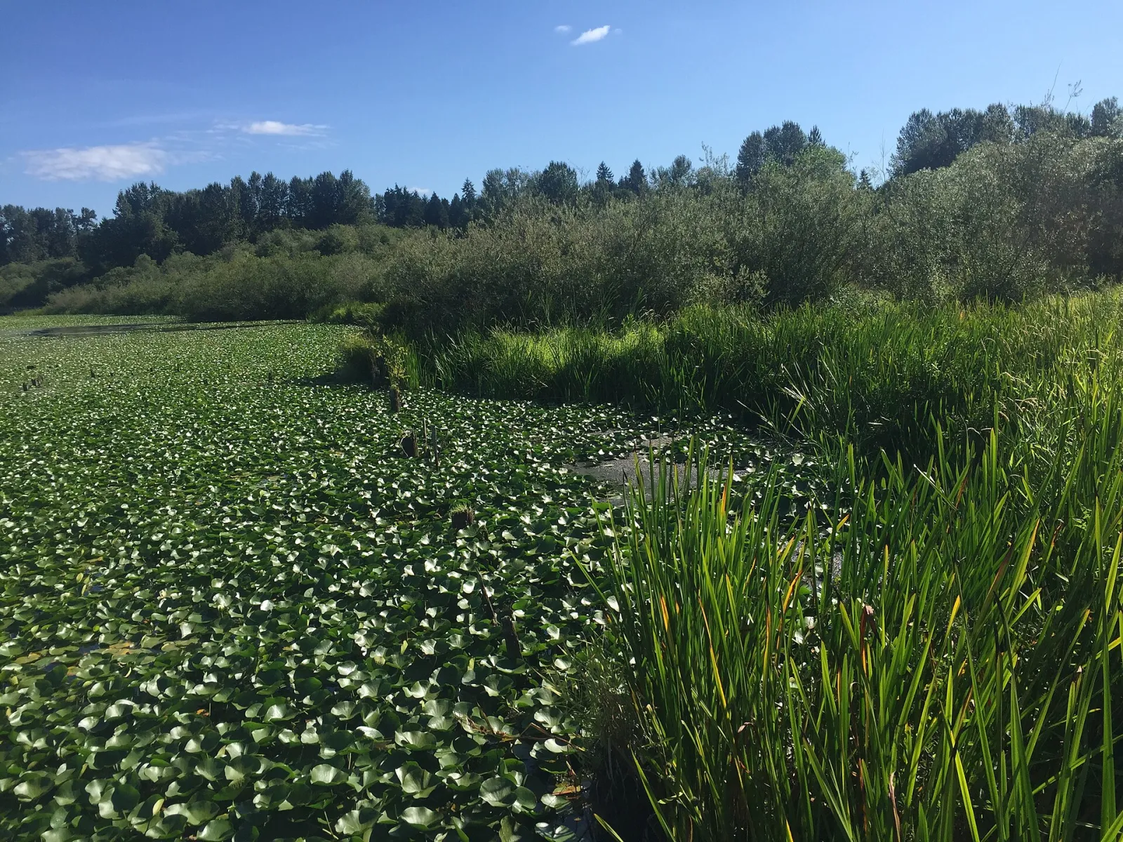 Juanita Bay Park, Kirkland, Washington, United States