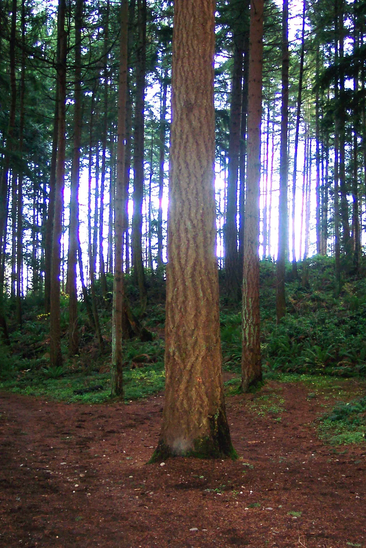 Bridle Trails State Park, Kirkland, Washington, United States