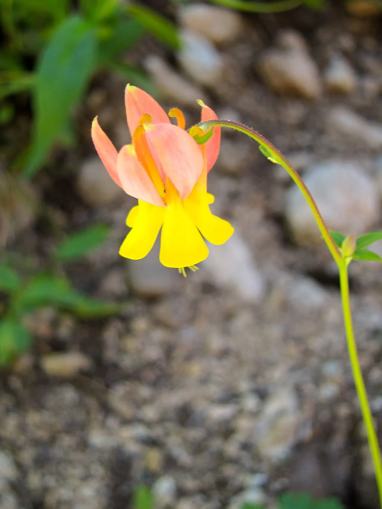 Sawtooth Botanical Garden, Sun Valley, Idaho, United States