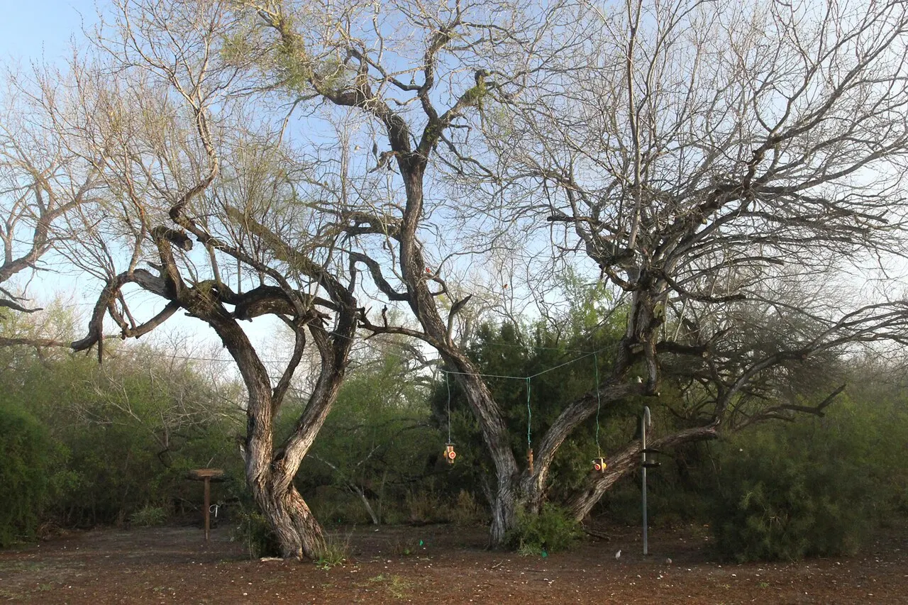 Bentsen-Rio Grande Valley State Park, Mission, Texas, United States