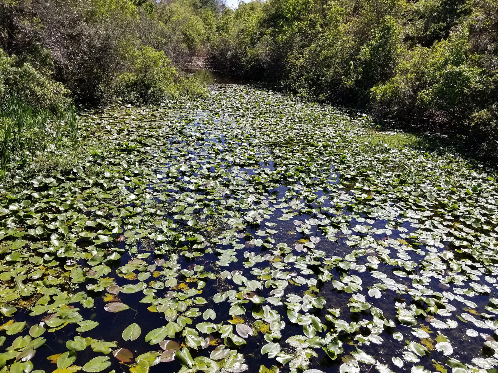Florida Botanical Gardens, Largo, Florida, United States