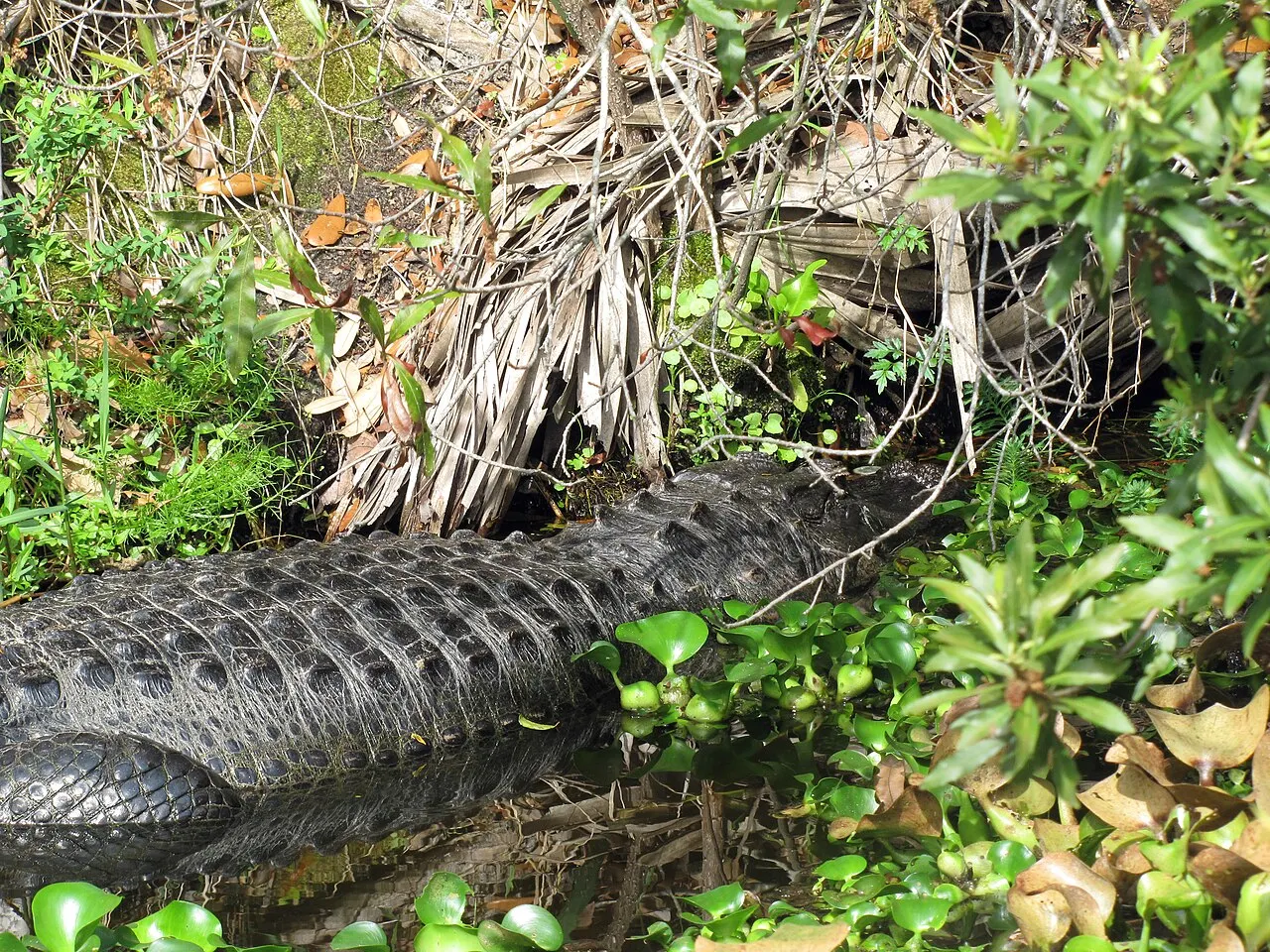 Largo Central Park Nature Preserve, Largo, Florida, United States