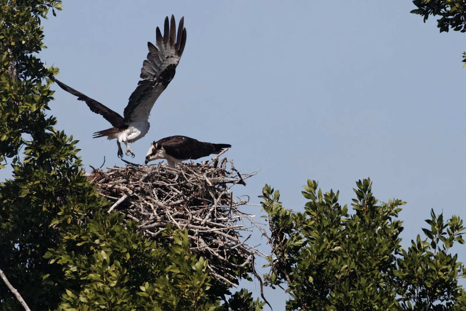 Everglades National Park, Homestead, Florida, United States