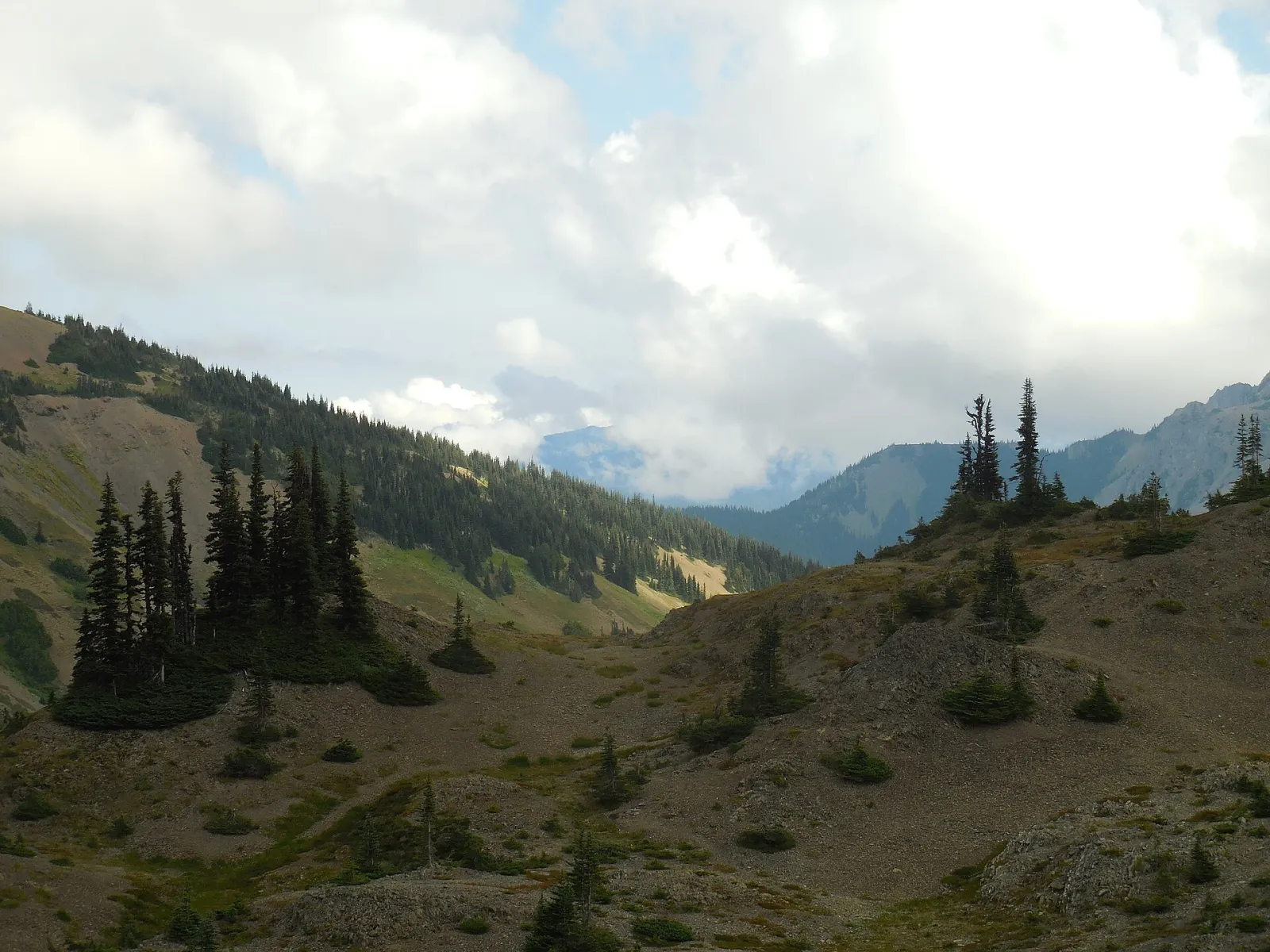 Kalaloch and the Tree of Life, Olympic National Park, Washington, United States