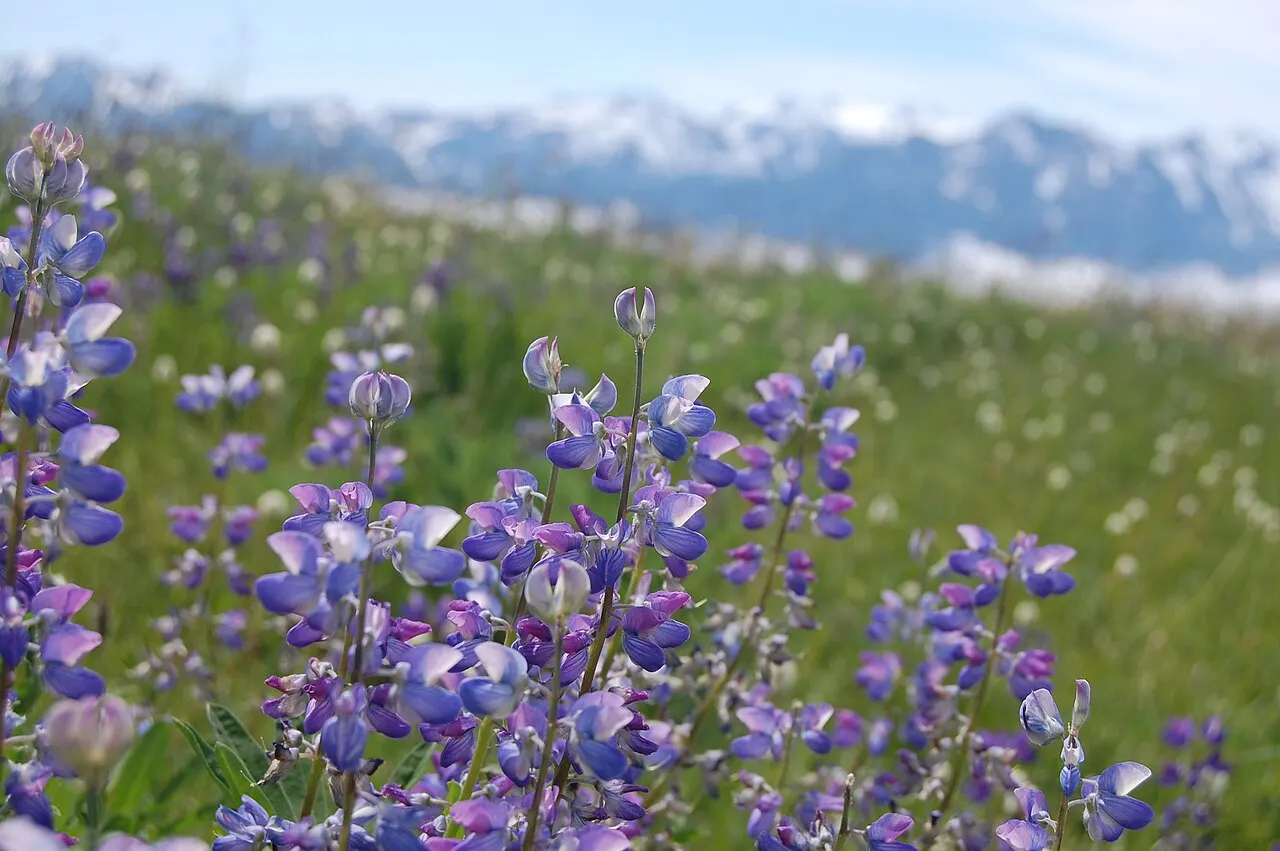 Hurricane Ridge, Olympic National Park, Washington, United States