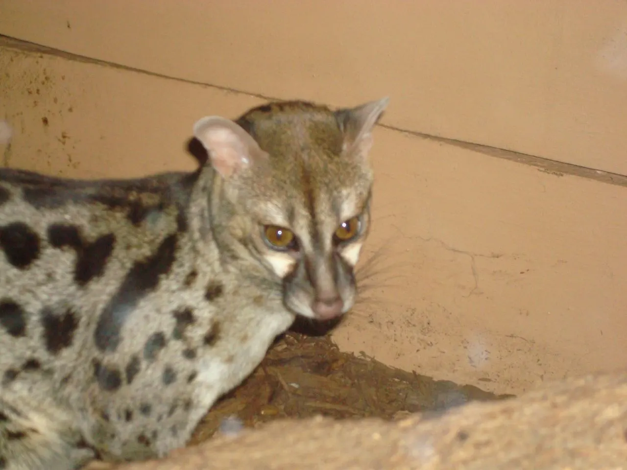 Miller Park Zoo, Bloomington, Illinois, United States