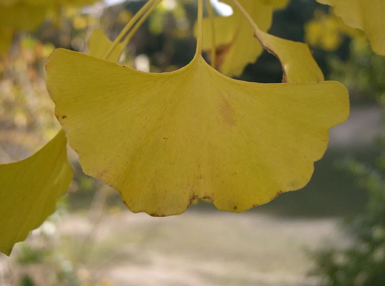 Ladd Arboretum, Evanston, Illinois, United States