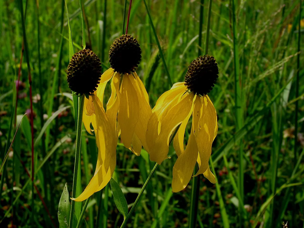 Hickory Hill Park, Iowa City, Iowa, United States