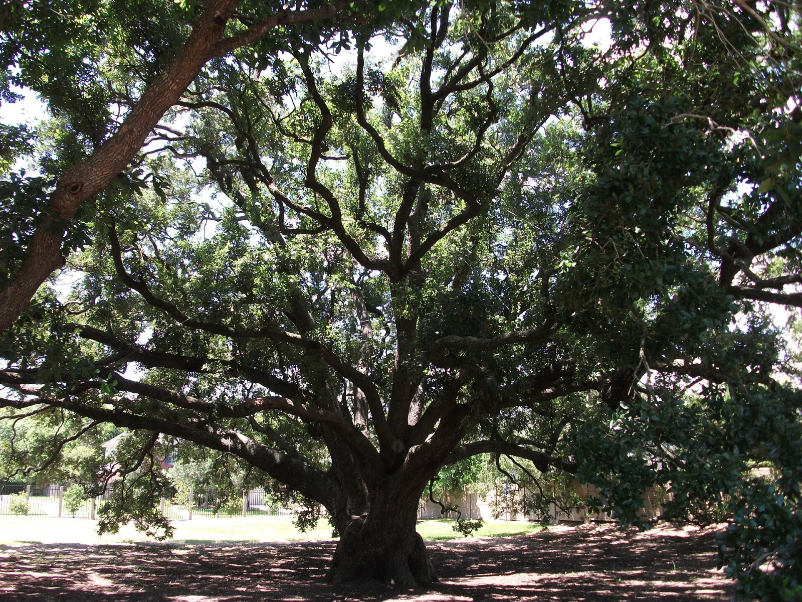 Freedom Tree Park, Missouri City, Texas, United States