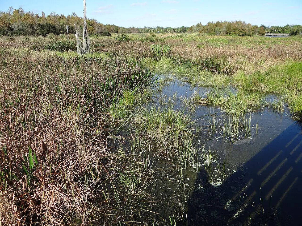 Green Cay Nature Center, Boynton Beach, Florida, United States