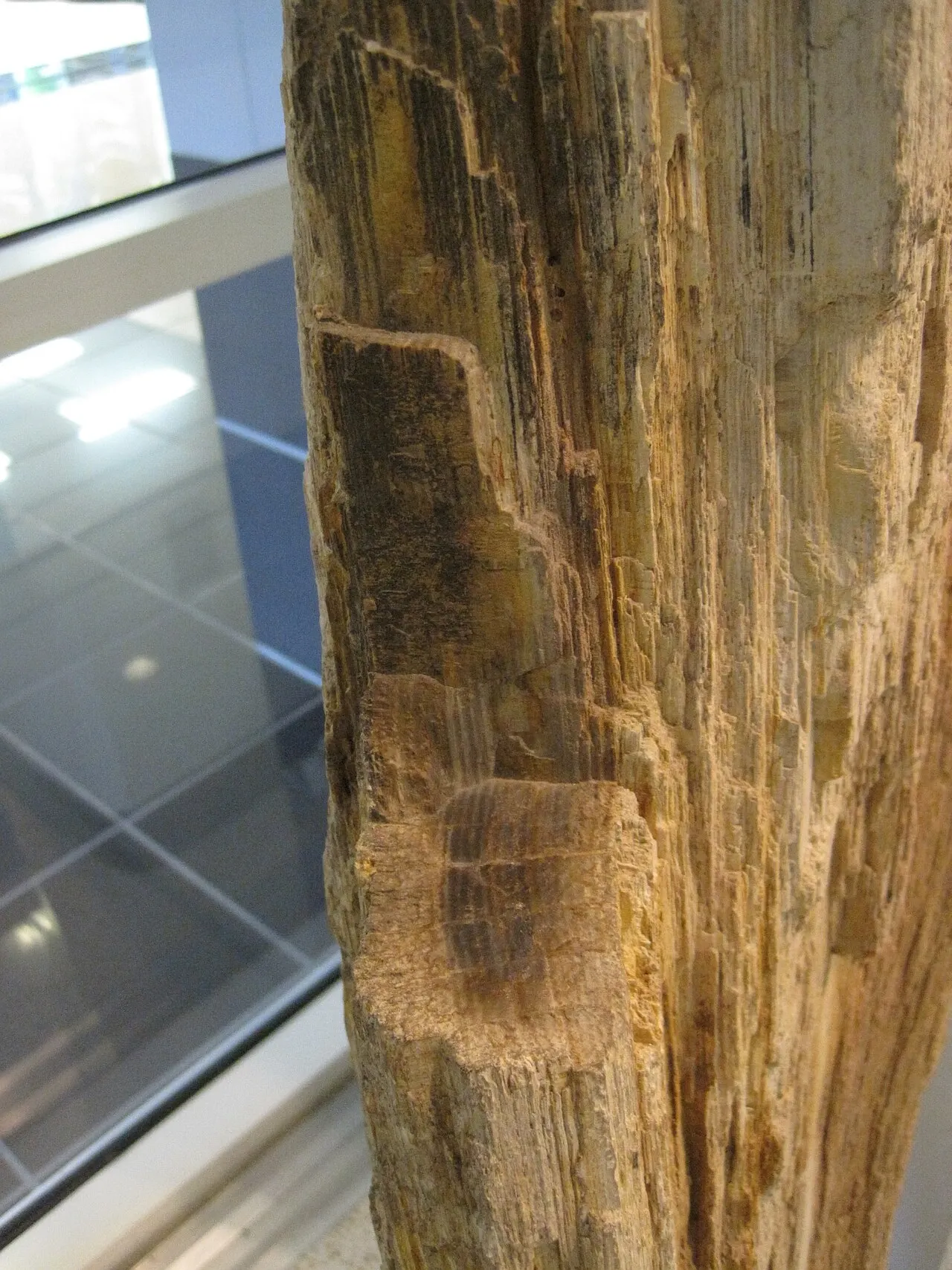 Arkansas State University Museum, Jonesboro, Arkansas, United States