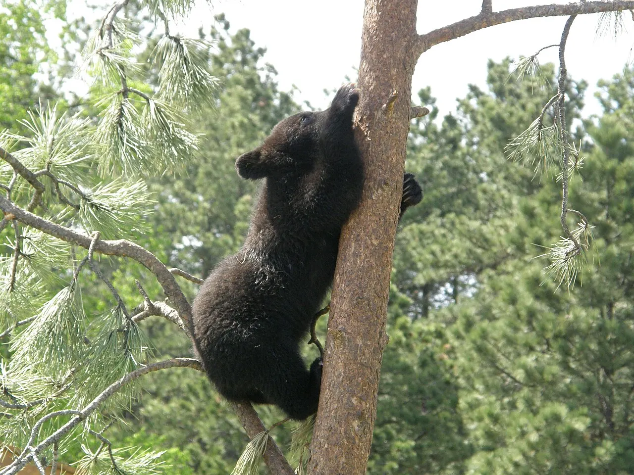 Bear Country USA, Rapid City, South Dakota, United States
