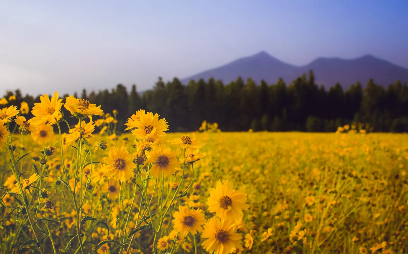 Flagstaff, Arizona, United States
