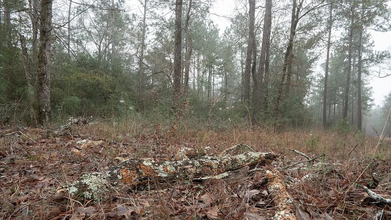 W. Goodrich Jones State Forest, Conroe, Texas, United States