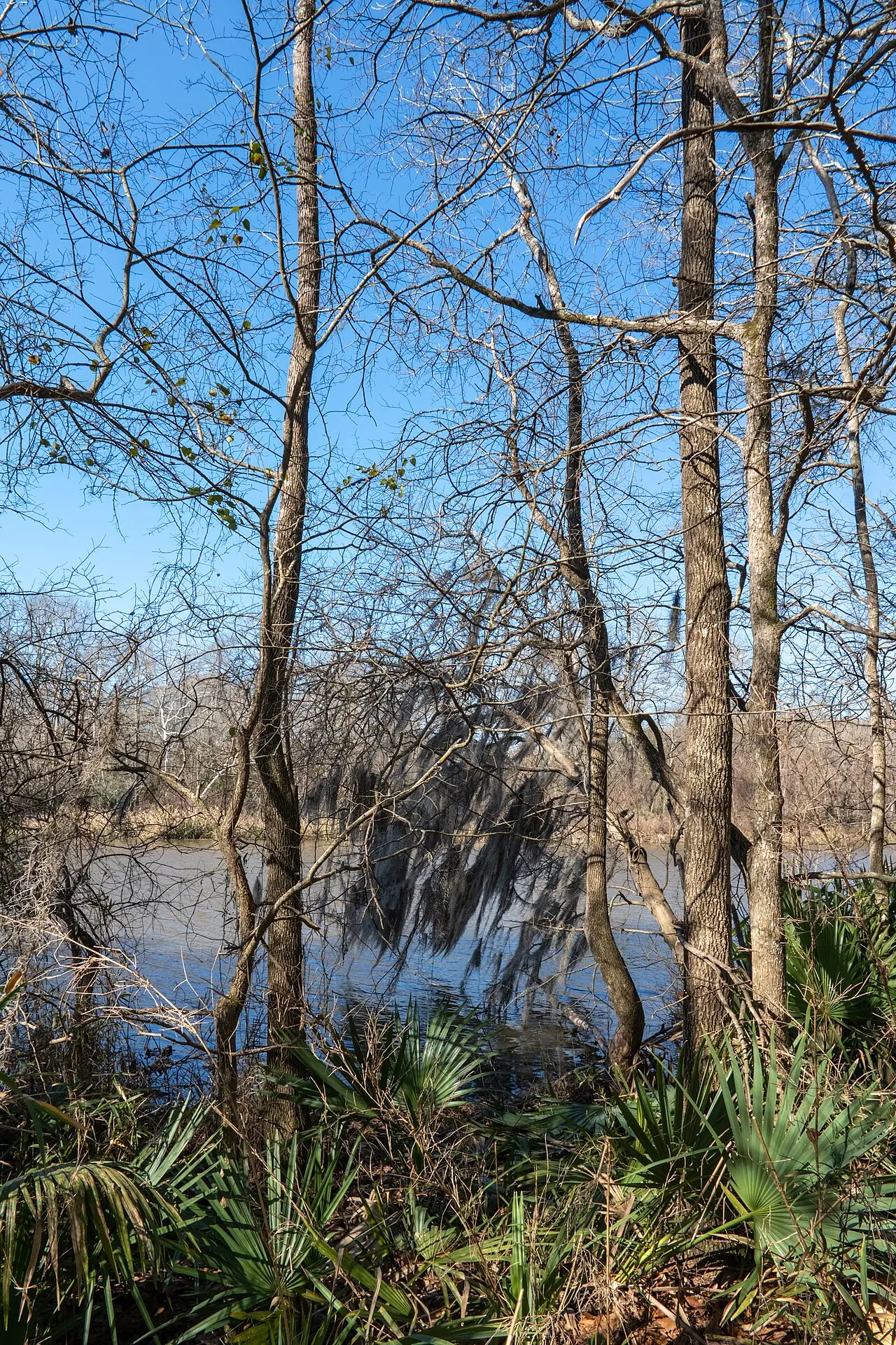 Sam Houston National Forest, Conroe, Texas, United States