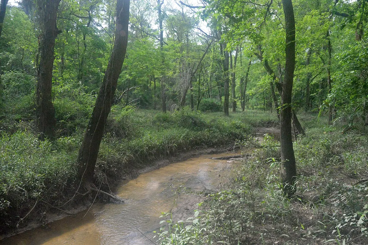 Lone Star Hiking Trail, Conroe, Texas, United States