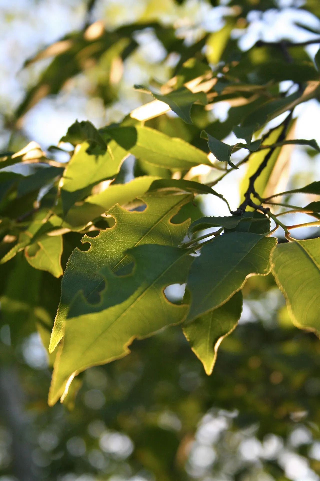 Afton State Park, Woodbury, Minnesota, United States