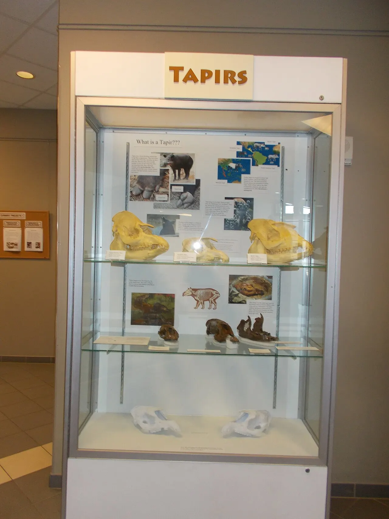 Gray Fossil Site and Museum, Johnson City, Tennessee, United States