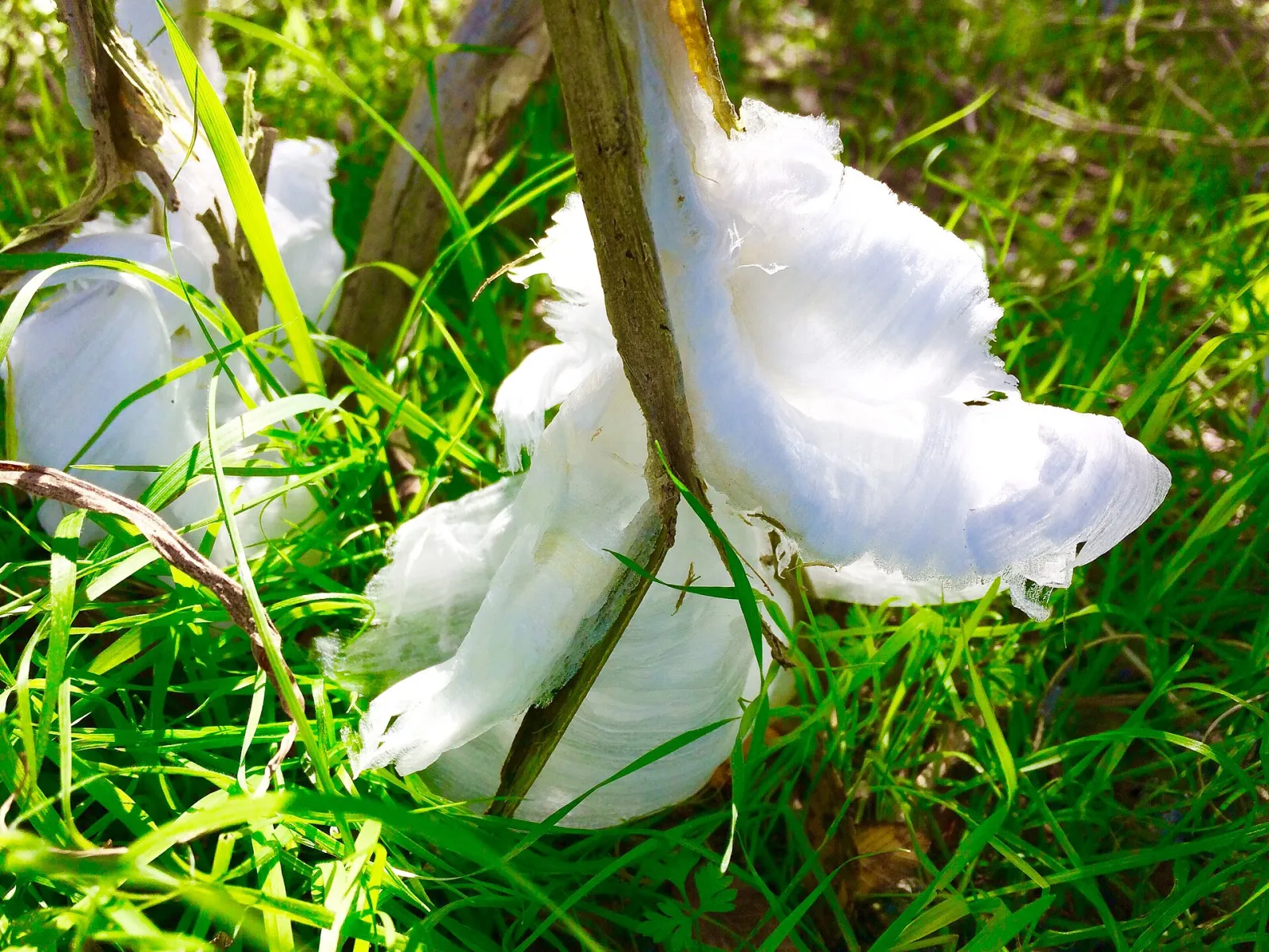 Frost Flower, Bushy Creek Greenbelt, Cedar Park, TX (32410563946), Cedar Park, Texas, United States