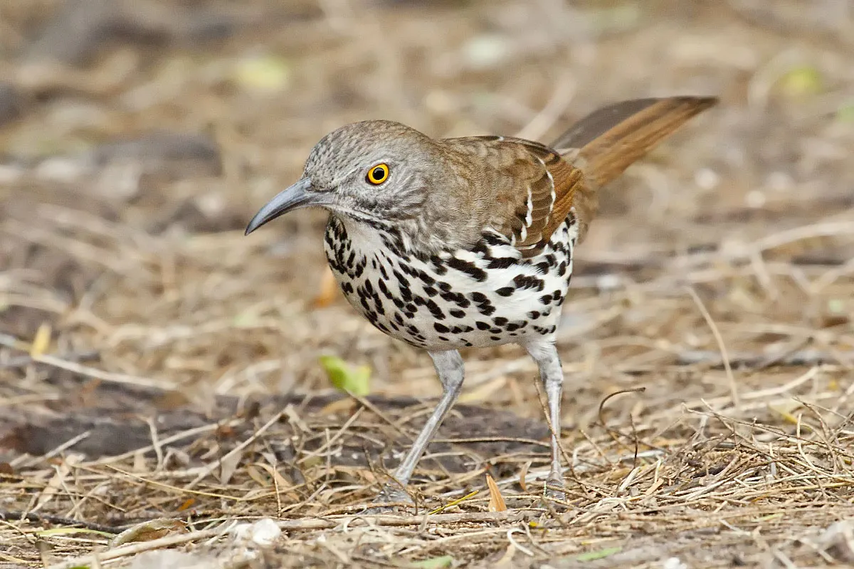 Laguna Atascosa National Wildlife Refuge, Harlingen, Texas, United States