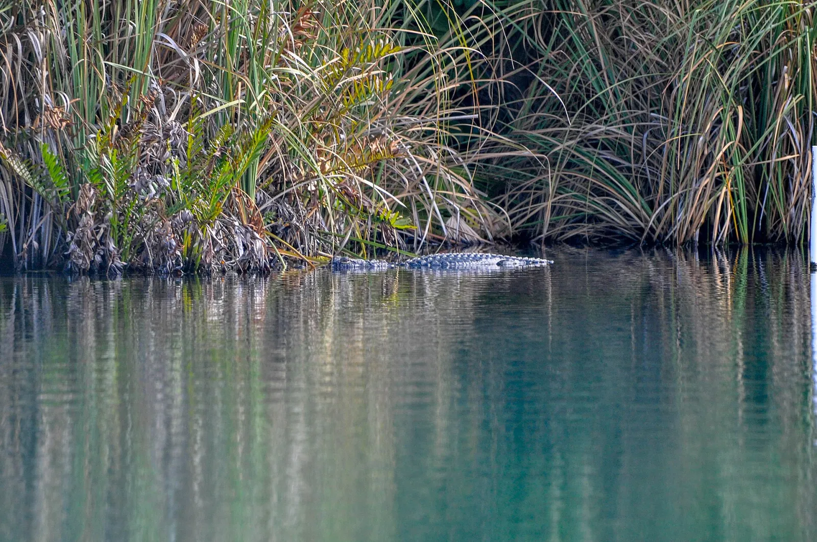 Alligator in North Port, Florida, US, North Port, Florida, United States