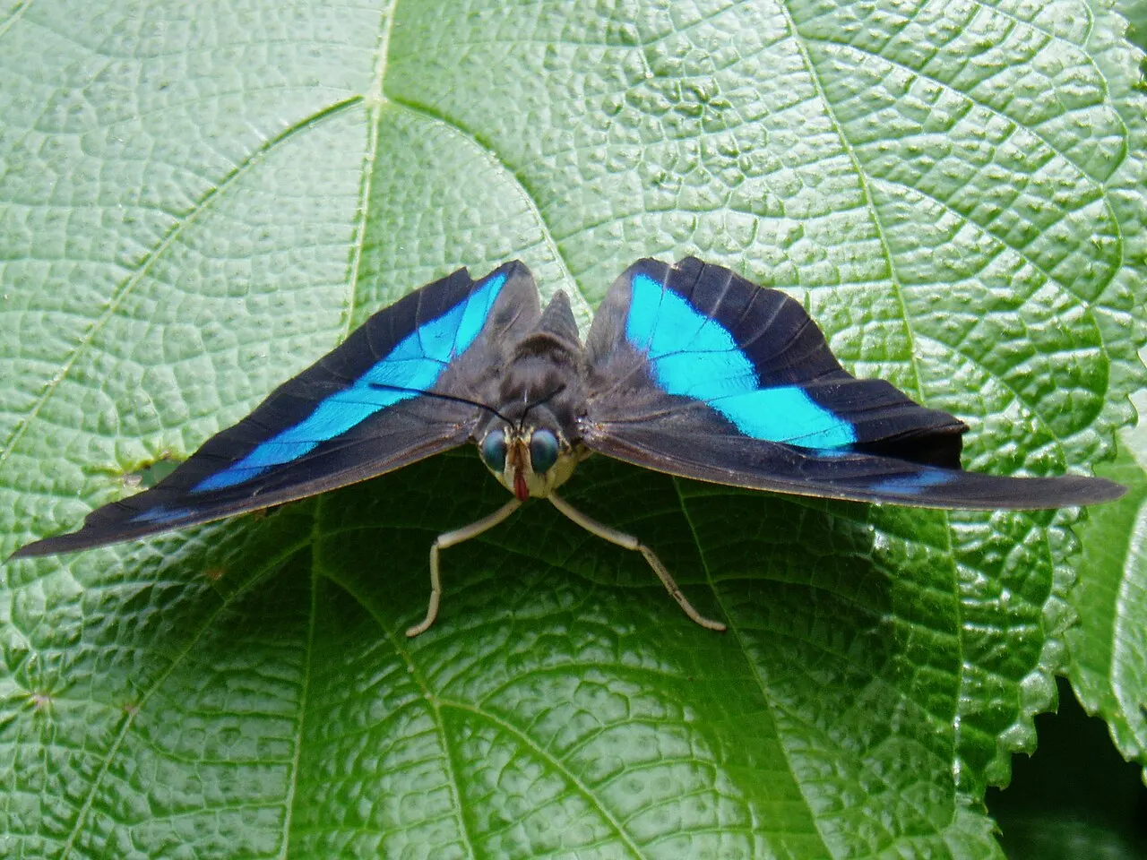 Butterfly World, Coconut Creek, Florida, United States