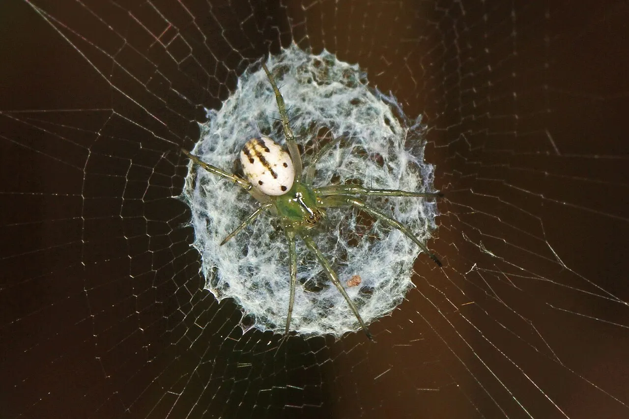 Fern Forest Nature Center, Coconut Creek, Florida, United States