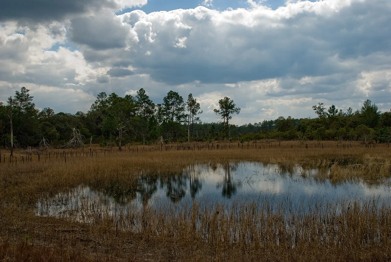 Ocala National Forest, Ocala, Florida, United States