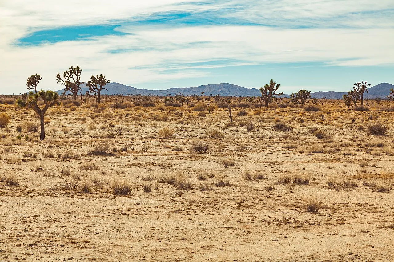 Geology Tour Road, Joshua Tree National Park, California, United States