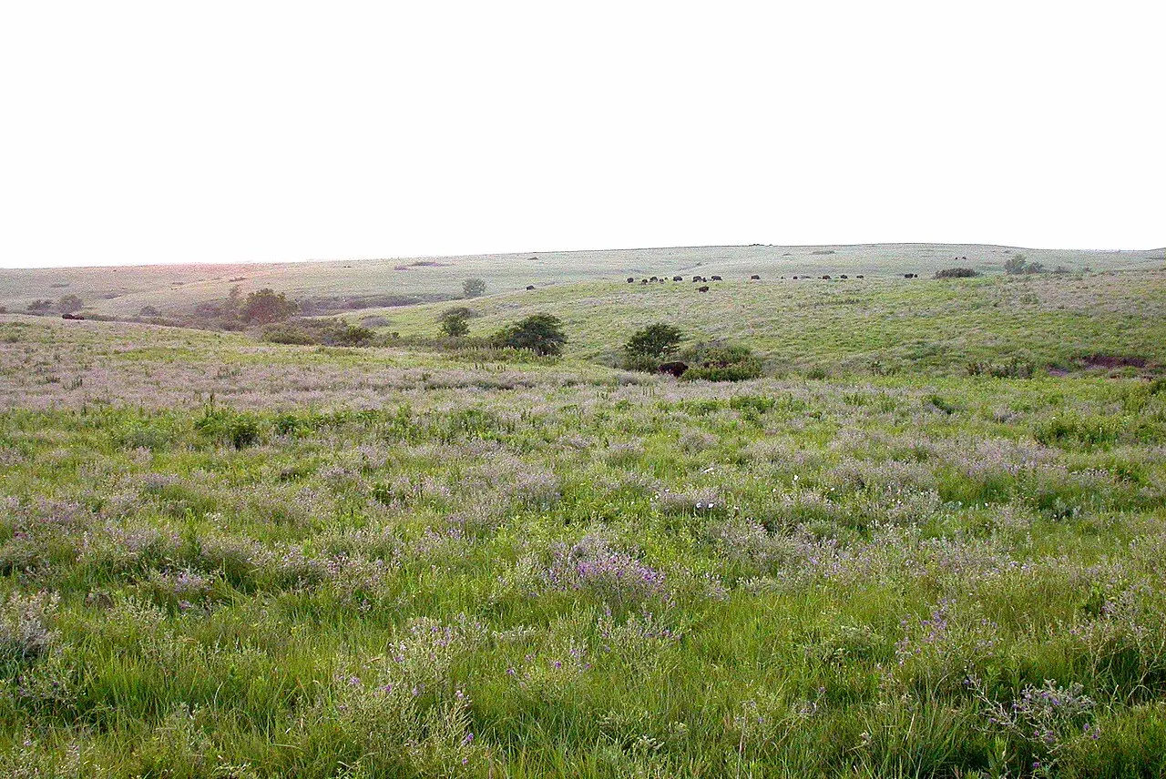 Konza Prairie Biological Station, Manhattan, Kansas, United States