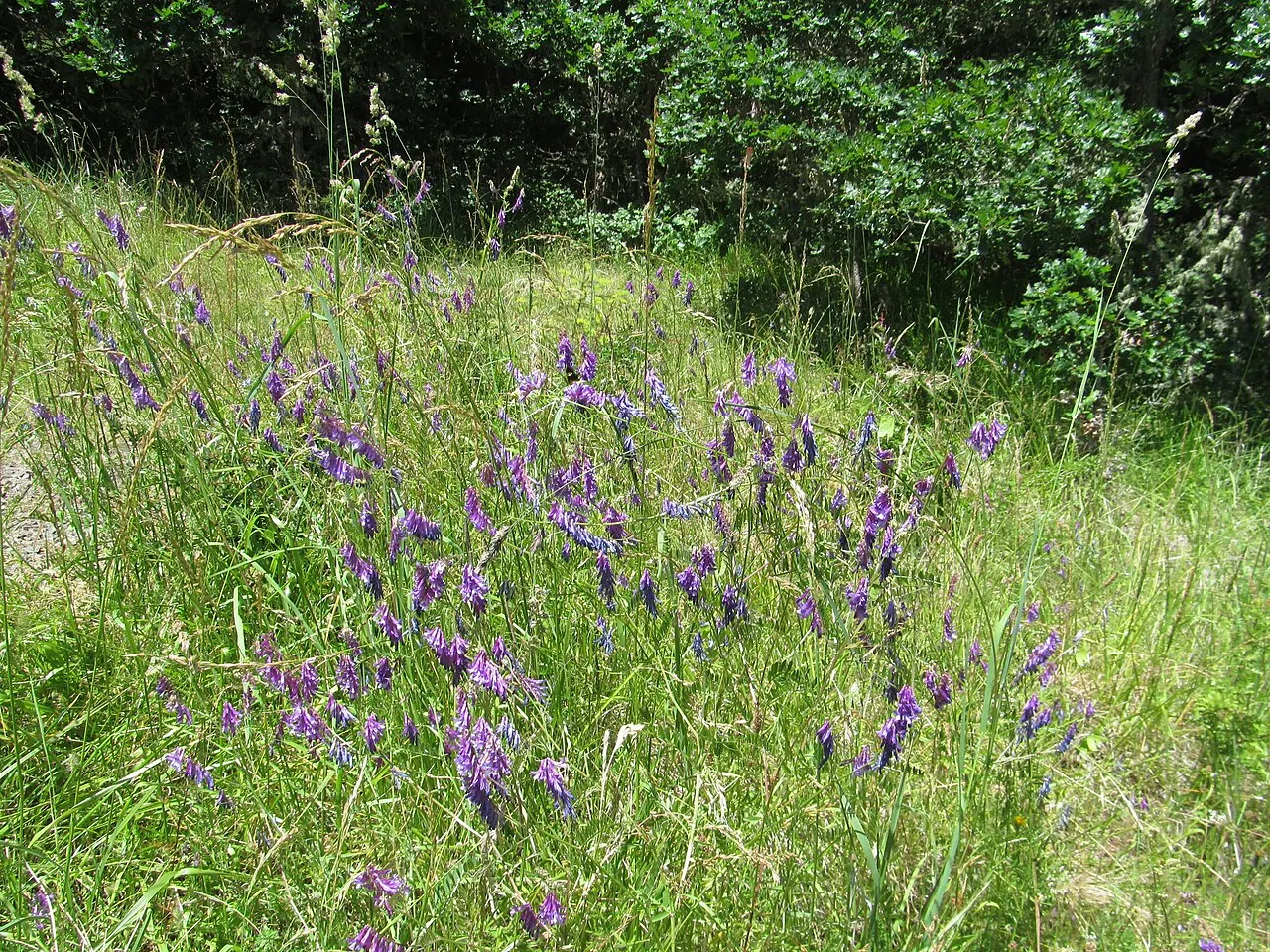 McDonald-Dunn Research Forest, Corvallis, Oregon, United States