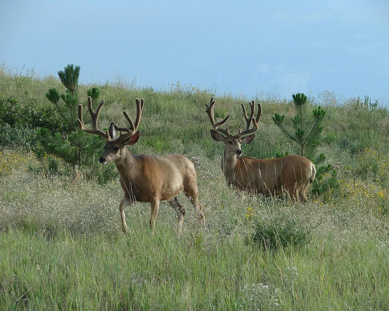 Ridgeline Open Space, Castle Rock, Colorado, United States