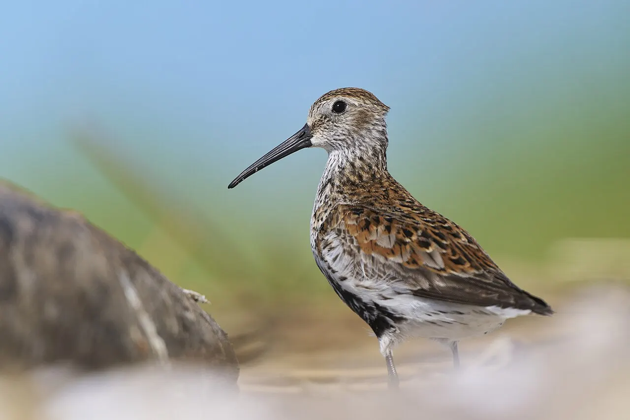 Sandy Point Bird Sanctuary, West Haven, Connecticut, United States