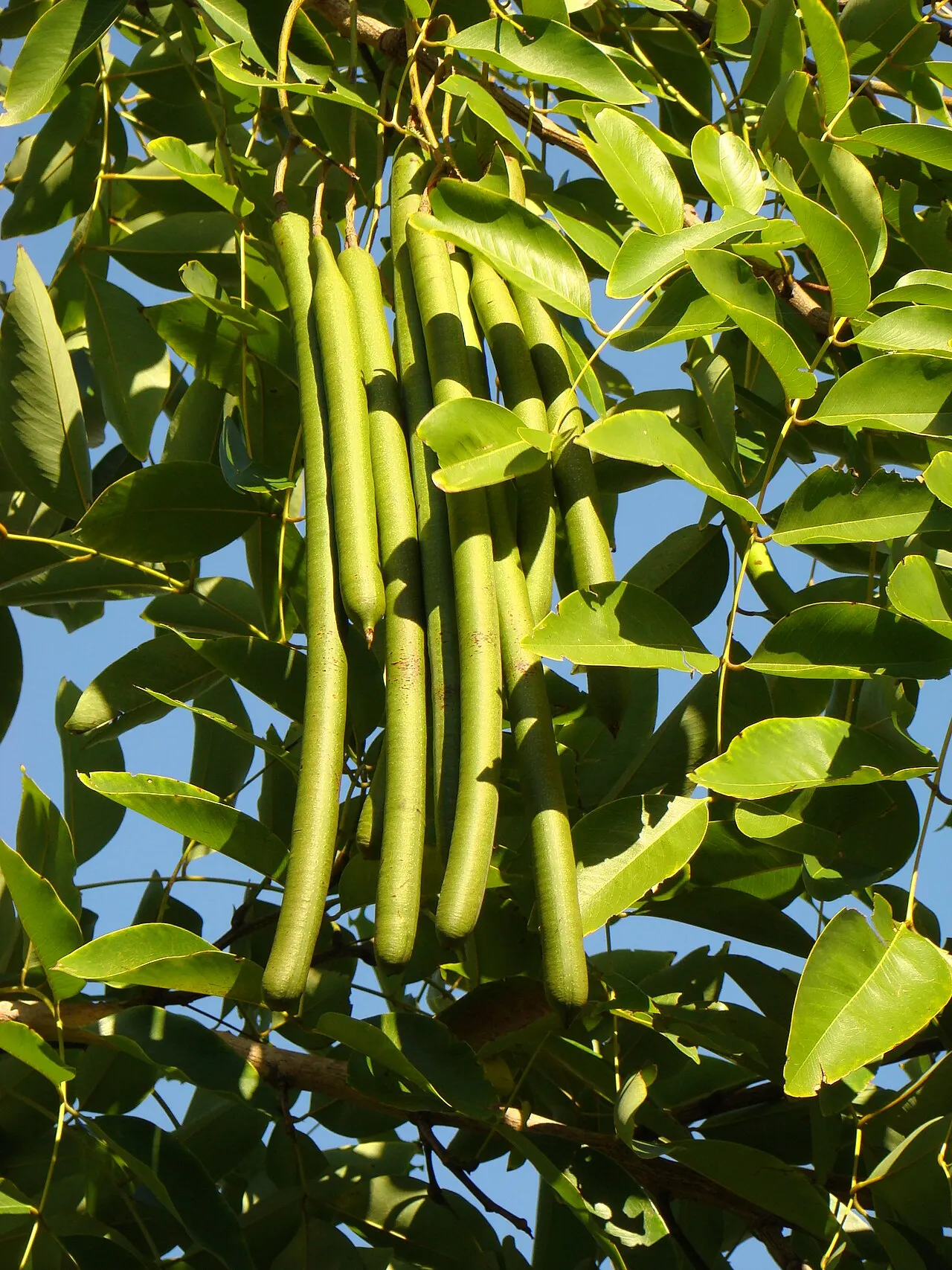 Palma Sola Botanical Park, Bradenton, Florida, United States