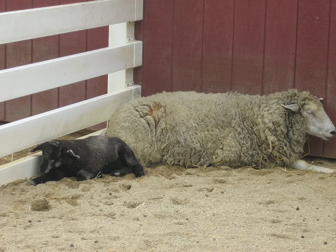 Cosley Zoo, Wheaton, Illinois, United States