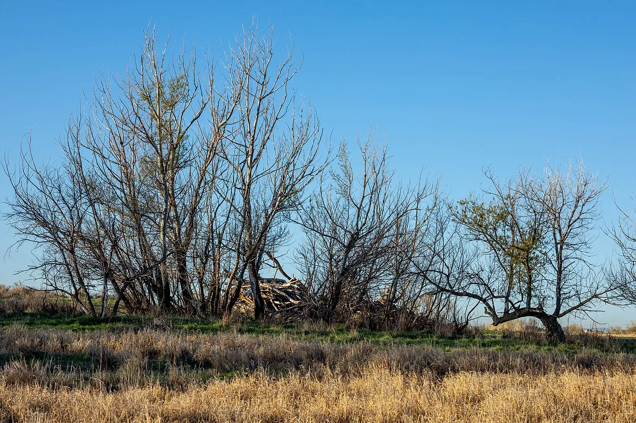 Rocky Mountain Arsenal National Wildlife Refuge, Commerce City, Colorado, United States