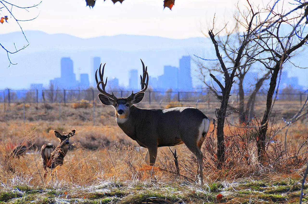 Rocky Mountain Arsenal National Wildlife Refuge, Commerce City, Colorado, United States