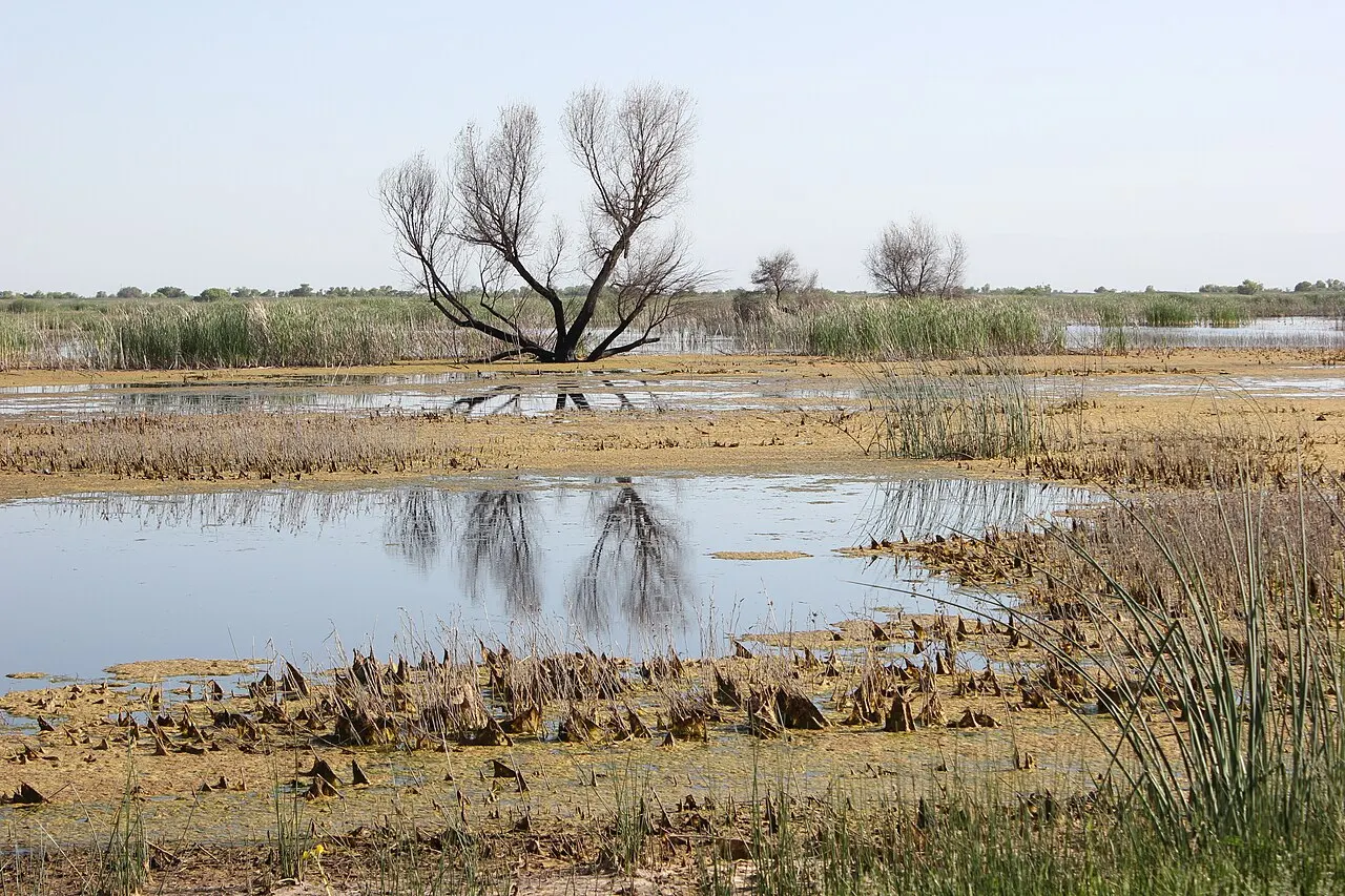Kern National Wildlife Refuge, Delano, California, United States