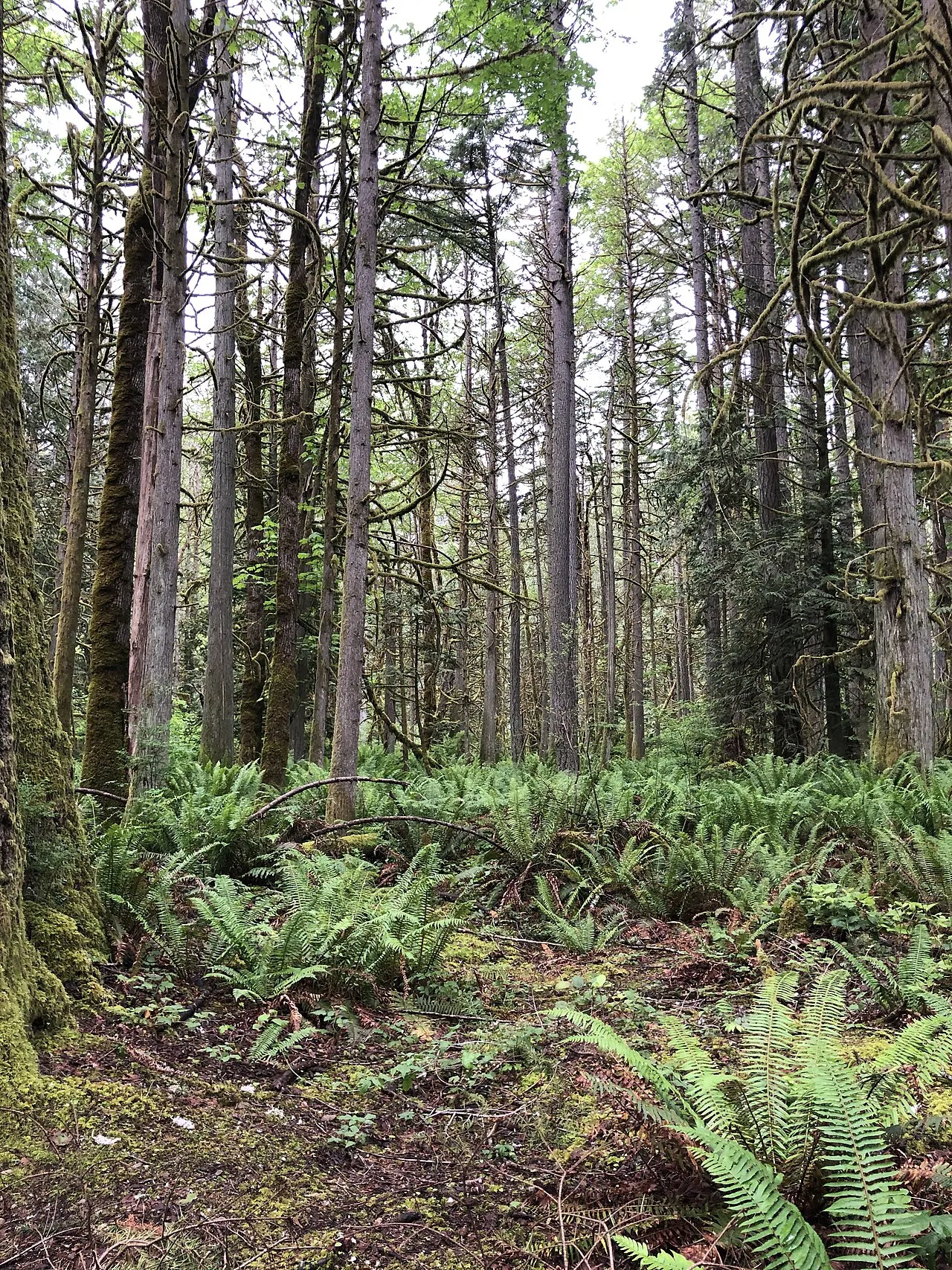 Beaver Lake Park, Sammamish, Washington, United States